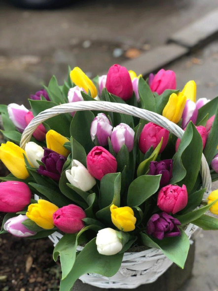 41 тюльпан микс в корзине в Судаке